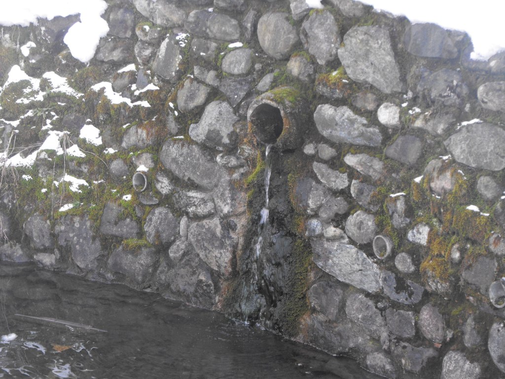 Triturus alpestris apuanus sulla Collina Torinese